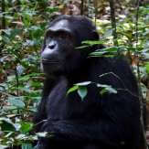 Parque Nacional da Floresta de Kibale