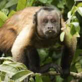 Guiana