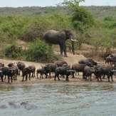 Parque Nacional Queen Elizabeth
