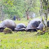 Galápagos