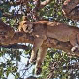 Parque Nacional Queen Elizabeth