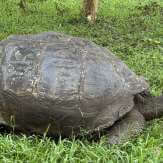 Galápagos