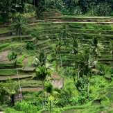 Ubud