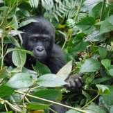 Parque Nacional da Floresta impenetrável de Bwindi