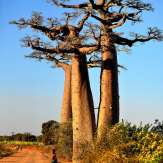 Madagascar