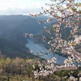 FIGUEIRA DE CASTELO RODRIGO