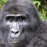 Parque Nacional da Floresta impenetrável de Bwindi